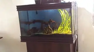 Цихлиды.Дизайн   Cichlidae Mbuna 250l+ Pseudotropheus cyaneorhabdos+Pseudotropheus zebra 30.07.19