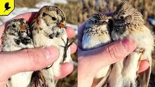 A successful exit! Catching birds on a net, the first field larks and Lapland plantain 2022!