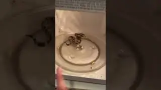 Son Pranks Dad By Putting Toy Snake Inside Microwave - 1179763