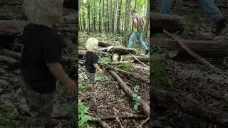 Cutting down a tree with Dad | Chainsaws and UTVs - real and toys