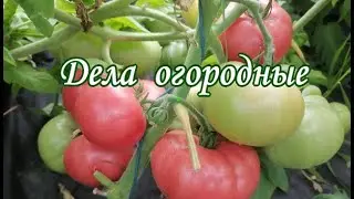 Дела огородные