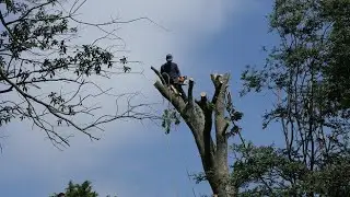 Castillo's Tree Service