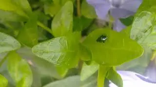 Весенняя природа(микромир).