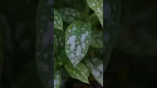 'Spot On' Lungwort