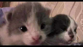 ,,Красавчик,, и ,,Цыган