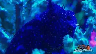 Starry Blenny