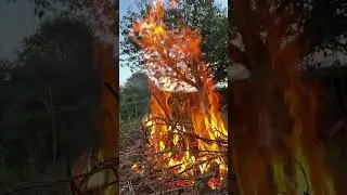 Free fire 
