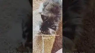 И я не понимаю, как мы жили без Котов 😂🐾🐾