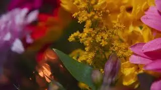 HDR 4K 60fps relax flores en macro