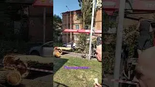 Рухнувшее дерево в Ростове подмяло автомашины..