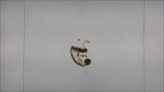 Мария Баечни. К выставке 