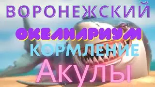Воронежский Океанариум - в Сити Парке «Град»‎. Voronezh Aquarium - in the city Park 