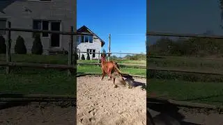 КОНЬ-КОЗЛИК #arabianhorse #horse #shorts #short #лошади