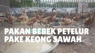 NUTRISI KEONG SAWAH UNTUK PAKAN BEBEK PETELUR - PB. SRI ASIH CIPAJANG
