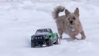 Dog plays with RC Car!