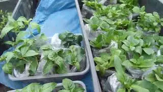 пришли черенки вегетативной петунии,фуксии голландской селекции.