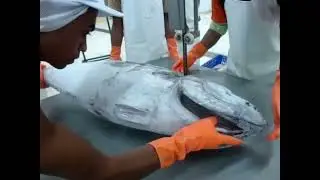 Meat Saw for cutting Tuna
