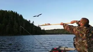 Bald eagle maneuverability