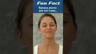 Fun Facts : Banana Tree 🤣