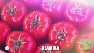 Alamina F1 / AGRO EXPORT GROUP