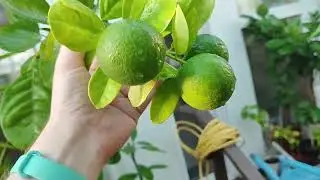 Необольшой обзор растений в оранжерее