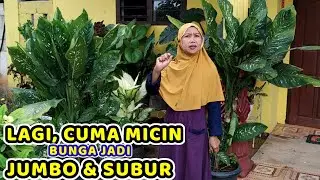 CUMA MICIN, BUNGA JADI JUMBO DAN SUBUR 🥰