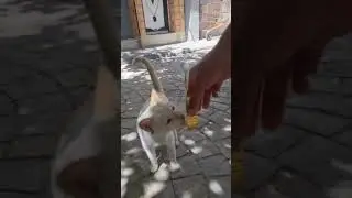 Kat wil zo graag eten dat hij gaat staan