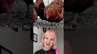 The World's First Cultivated Meat Cat Food 🐈