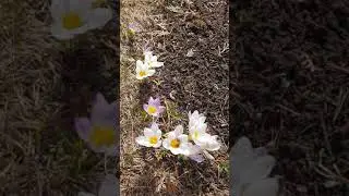Пчелка на крокусах