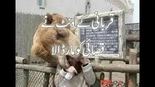 Qurbani Ke Camel (Aunth) Ne Qasai Ko Mar Dala, Butcher Killed By Camel