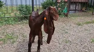 Камори козы