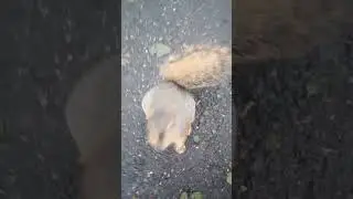 Белочка пришла...