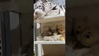Огромный плюшевый медведь 🐻 