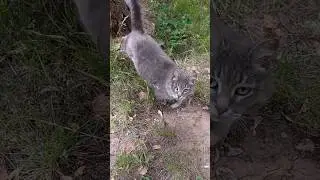 😣 ХОЧЕТСЯ РУГАТЬСЯ и даже матом🥴 #shorts  #дневникрадовесты