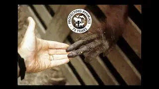 75 Years of Protecting Animals | World Animal Protection’s Journey and Future