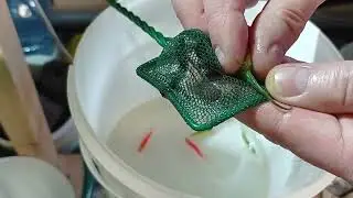 Danio reproduction Breeding danio at home Danio spawning Danio larva glofish