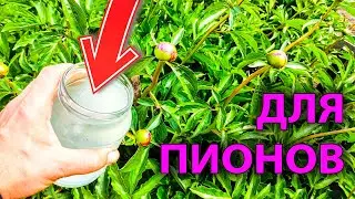ПОДКОРМКА И ПОДВЯЗКА ПИОНОВ ПЕРЕД ЦВЕТЕНИЕМ НА МАКСИМАЛЬНЫЙ РАЗМЕР БУТОНА
