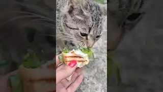 Кошка которая ест всё #animal #животные