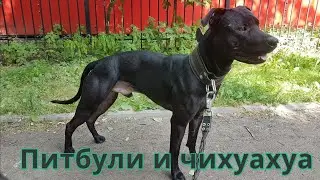 Питбули и чихуахуа в квартире Большая ответственность