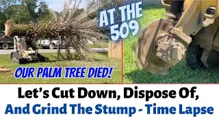 Removing A Dead Palm Tree, Cut Down, Dispose Of, And Grind The Stump | At The 509