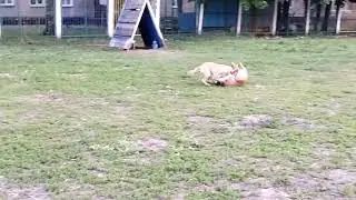 Игры с другом. #staffy #dog #animals #staffordshirebullterrier #stafford #pitbull