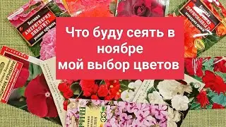 ЧТО БУДУ СЕЯТЬ В НОЯБРЕ. МОЙ ВЫБОР ЦВЕТОВ.