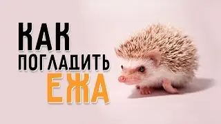 Как погладить ежа