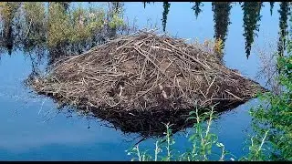 Бобровая хатка,  места обитания бобров/beaver Lodge
