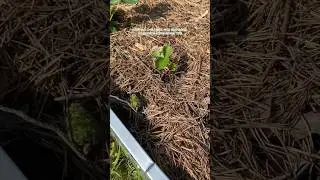 Выжила ли клубника с Вб…? #клубника #garden #огород #дача #рассада #shorts