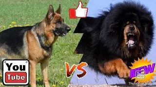 Немецкая овчарка против тибетского мастифа-КТО СИЛЬНЕЕ!!!//батл собак//.