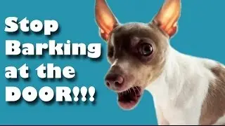 Stop barking at the door - Dog Training