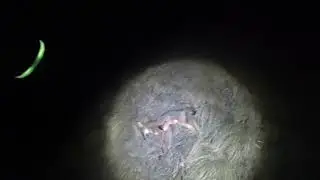 Охота на шакала 2023г № 2