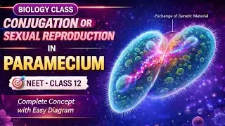sexual reproduction in paramecium | conjugation in paramecium notes #biology #zoology