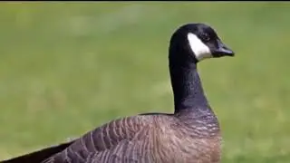 All of FlooKooTV's HONKS